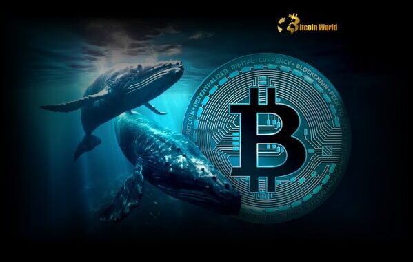 Bitcoin Accumulation: Whales and Retail Fuel Stunning Buying Spree Bitcoin Accumulation: Whales and Retail Fuel Stunning Buying Spree