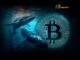 Bitcoin Accumulation: Whales and Retail Fuel Stunning Buying Spree