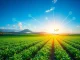 A visual representation of the XRP Ledger connecting Brazilian agribusiness with digital finance, symbolizing tokenized credit and agricultural growth.