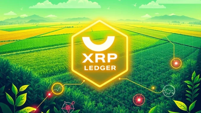 An illustration showing the XRP Ledger logo connecting with agricultural fields, symbolizing the tokenization of agribusiness credit and the surge in RWA Tokenization.