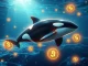 Orca DAO's strategic proposal for Solana staking and ORCA buyback, symbolizing growth and community benefits for the Orca DEX.