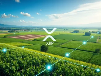Digital overlay on agricultural fields showing how XRP Ledger tokenized agribusiness is modernizing Brazil's credit market.