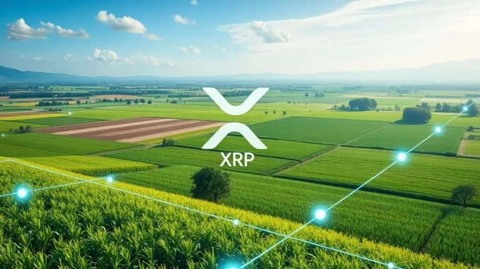 Digital overlay on agricultural fields showing how XRP Ledger tokenized agribusiness is modernizing Brazil's credit market.