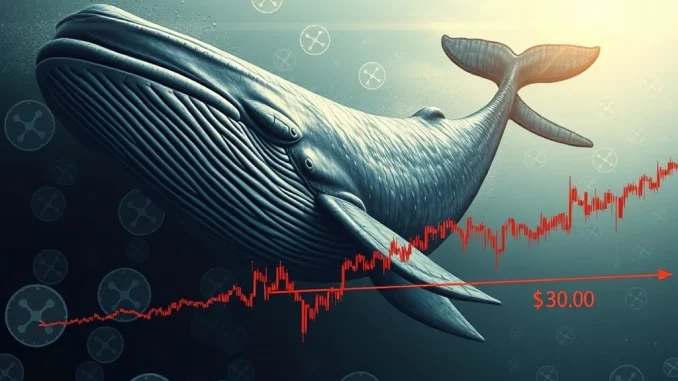 An XRP whale (large investor) accumulating tokens, symbolizing strong conviction during the critical $3.00 XRP support battle.