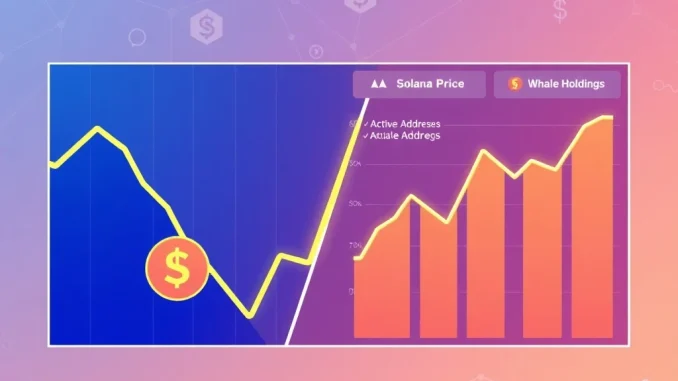 Analysis of Solana price decline versus strong on-chain fundamentals and whale accumulation