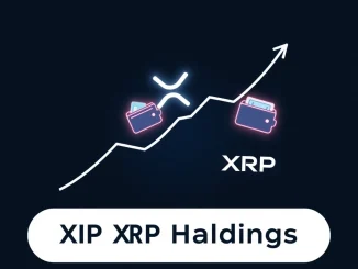 Graph showing the 11.5% surge in XRP smart money addresses, highlighting accumulation by large holders.