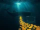A dormant Bitcoin whale awakens, moving 1,000 BTC to the Bitfinex exchange in a major market shift.