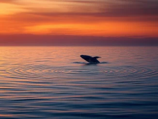A Bitcoin whale selling 96,000 BTC causes ripples across the cryptocurrency market during a redistribution phase.