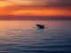 A Bitcoin whale selling 96,000 BTC causes ripples across the cryptocurrency market during a redistribution phase.