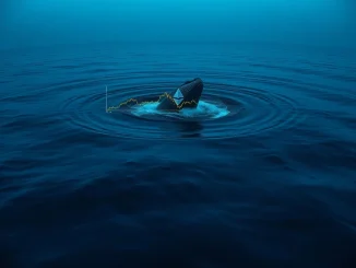 A massive ETH whale transfer to Binance creates ripples across the cryptocurrency market, symbolizing a $243 million movement.