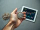 Bitcoin versus nickel investment analysis showing US coin and cryptocurrency chart comparison