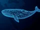 Analysis of Bitcoin whale movements during Middle East conflict impacting oil and cryptocurrency markets.