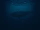 Analysis of a large Bitcoin short position by a Hyperliquid whale trader impacting crypto markets.